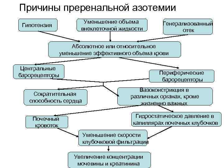 Причины преренальной азотемии Уменьшение объема внеклеточной жидкости Гипотензия Генерализованный отек Абсолютное или относительное уменьшение