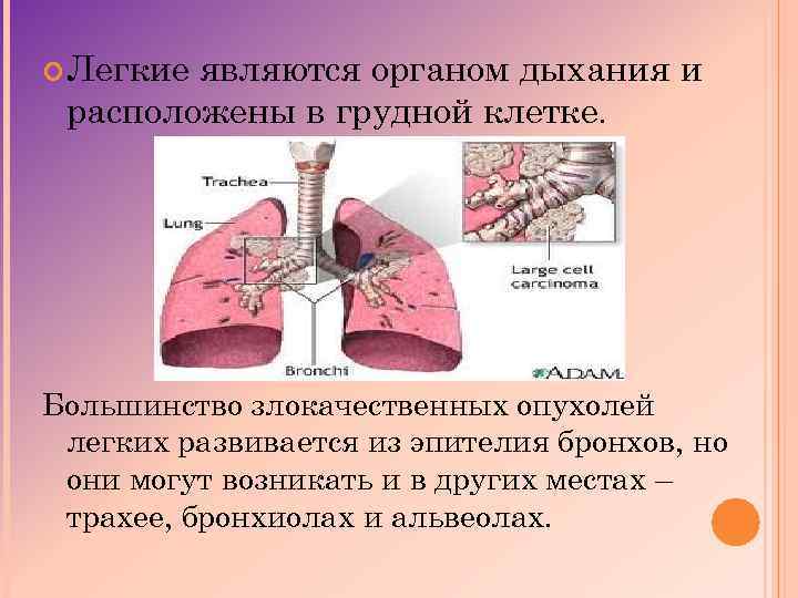  Легкие являются органом дыхания и расположены в грудной клетке. Большинство злокачественных опухолей легких