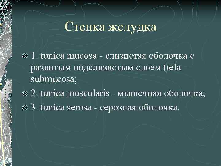 Стенка желудка 1. tunica mucosa - слизистая оболочка с развитым подслизистым слоем (tela submucosa;