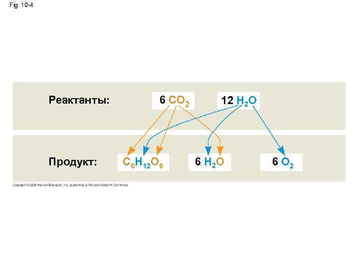 Fig. 10 -4 Реактанты: Продукт: 6 CO 2 C 6 H 12 O 6
