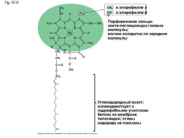 Fig. 10 -10 CH 3 CH O в хлорофилле a в хлорофилле b Порфириновое