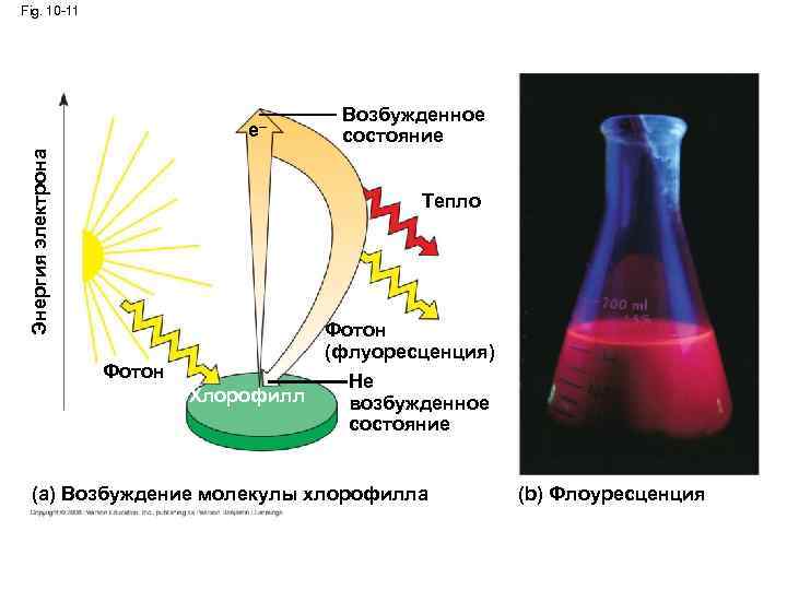 Fig. 10 -11 Энергия электрона e– Возбужденное состояние Тепло Фотон (флуоресценция) Фотон Хлорофилл Не