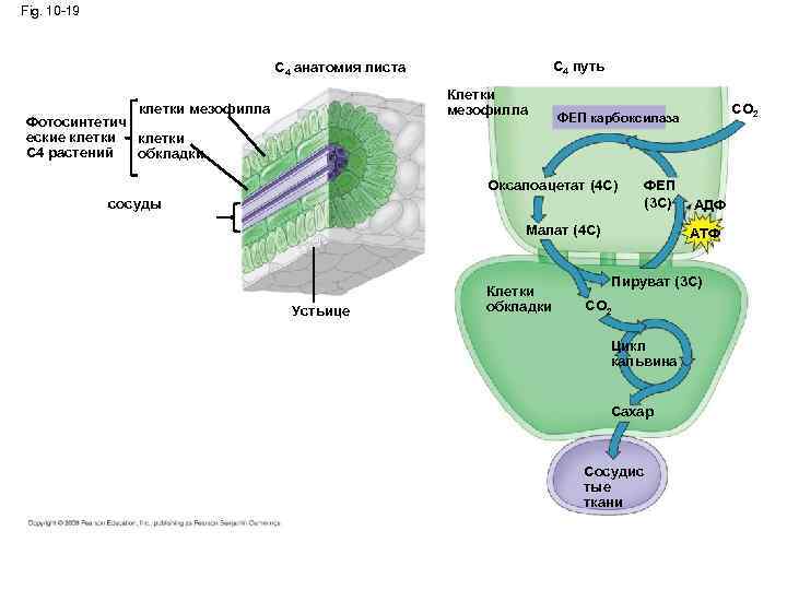 Fig. 10 -19 C 4 путь C 4 анатомия листа Клетки мезофилла клетки мезофилла