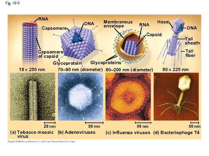 Fig. 19 -3 RNA Capsomere DNA Membranous envelope RNA Head Capsid Capsomere of capsid