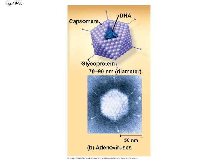 Fig. 19 -3 b Capsomere DNA Glycoprotein 70– 90 nm (diameter) 50 nm (b)