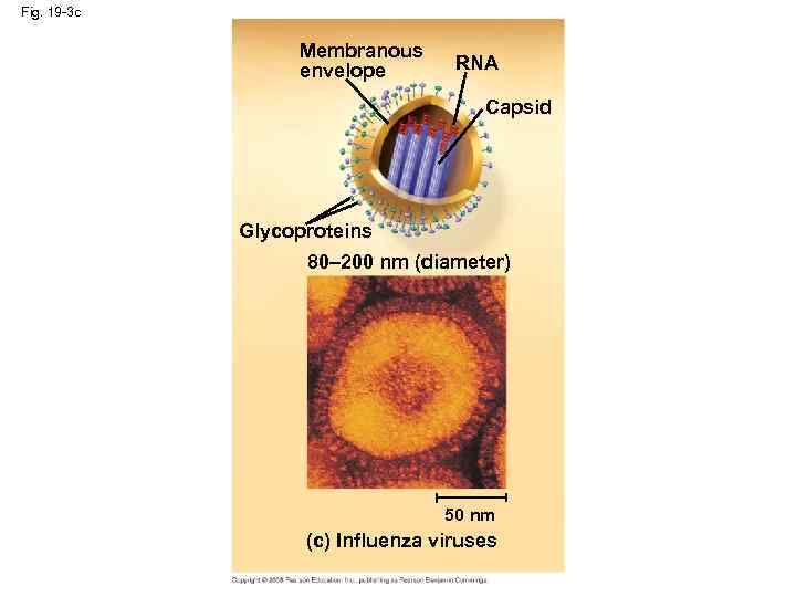 Fig. 19 -3 c Membranous envelope RNA Capsid Glycoproteins 80– 200 nm (diameter) 50