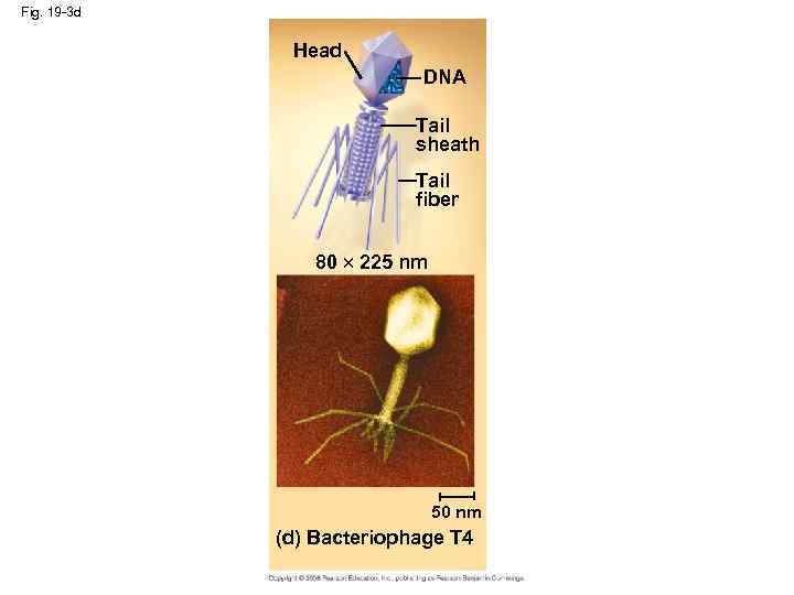 Fig. 19 -3 d Head DNA Tail sheath Tail fiber 80 225 nm 50