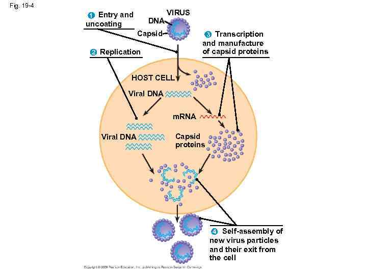 Fig. 19 -4 1 Entry and DNA uncoating VIRUS Capsid 3 Transcription and manufacture