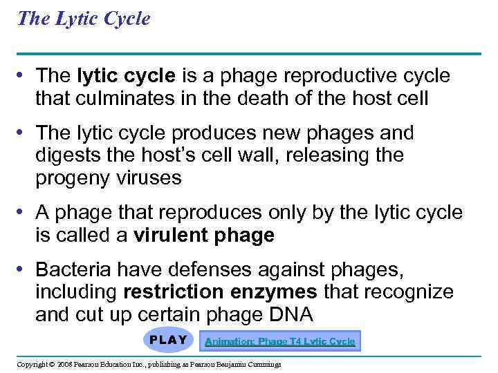 The Lytic Cycle • The lytic cycle is a phage reproductive cycle that culminates