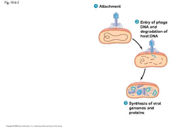 Fig. 19 -5 -3 1 Attachment 2 Entry of phage DNA and degradation of