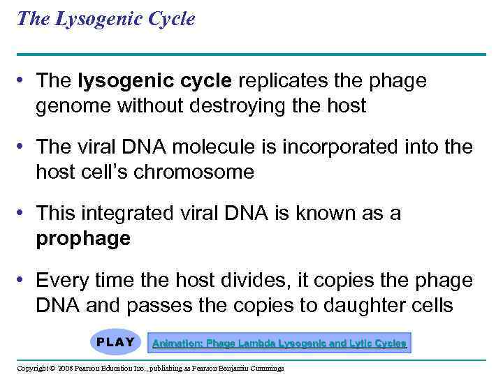 The Lysogenic Cycle • The lysogenic cycle replicates the phage genome without destroying the