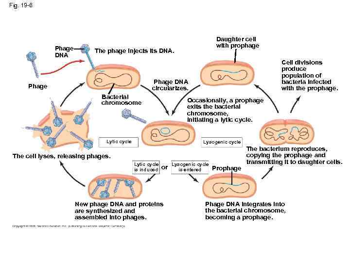 Fig. 19 -6 Phage DNA Daughter cell with prophage The phage injects its DNA.