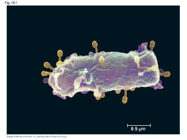 Fig. 19 -1 0. 5 µm 