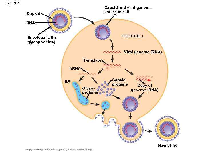 Fig. 19 -7 Capsid and viral genome enter the cell Capsid RNA HOST CELL