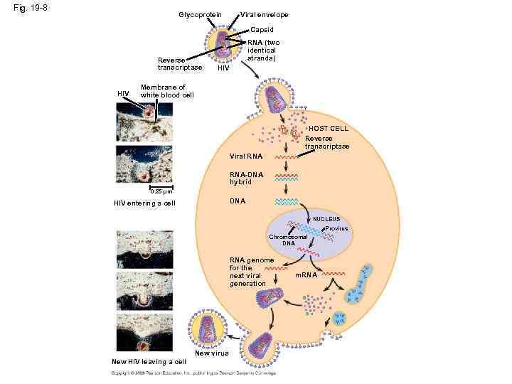 Fig. 19 -8 Glycoprotein Viral envelope Capsid Reverse transcriptase HIV RNA (two identical strands)