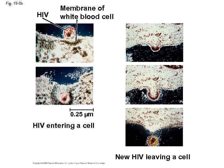 Fig. 19 -8 b HIV Membrane of white blood cell 0. 25 µm HIV