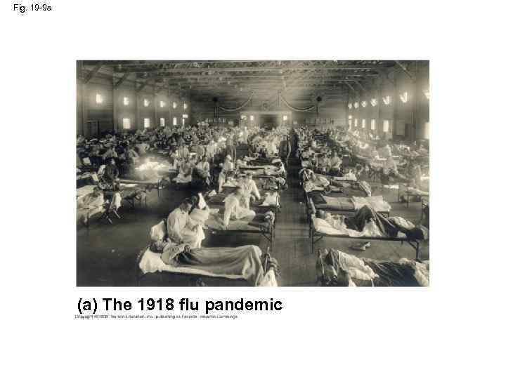 Fig. 19 -9 a (a) The 1918 flu pandemic 