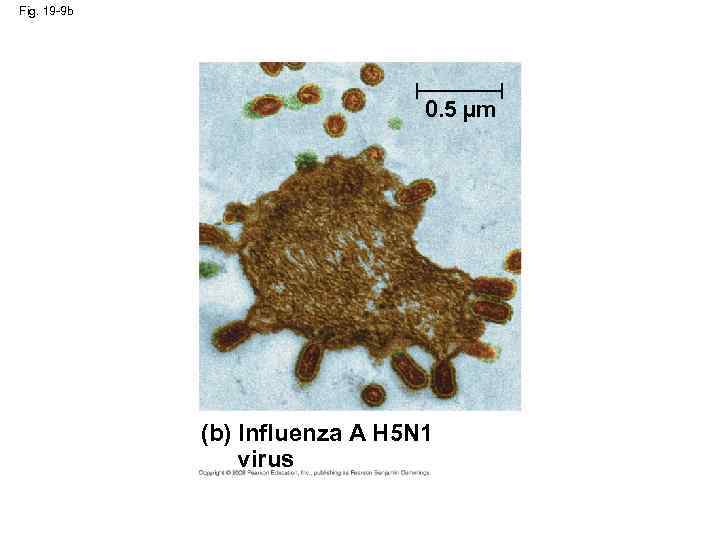 Fig. 19 -9 b 0. 5 µm (b) Influenza A H 5 N 1