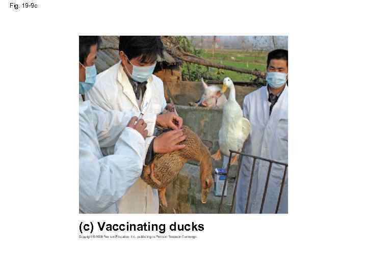 Fig. 19 -9 c (c) Vaccinating ducks 