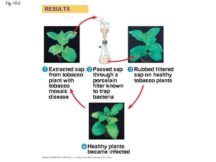 Fig. 19 -2 RESULTS 1 Extracted sap 2 Passed sap from tobacco plant with