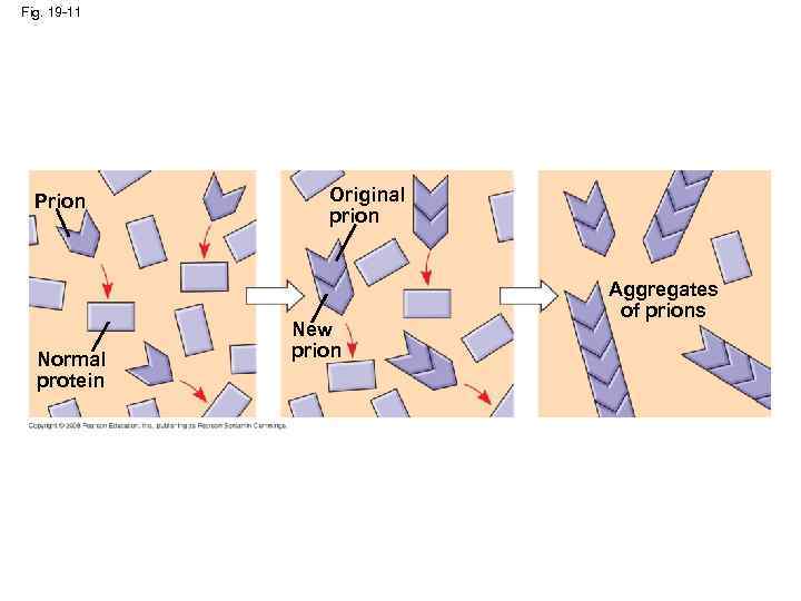 Fig. 19 -11 Prion Normal protein Original prion New prion Aggregates of prions 