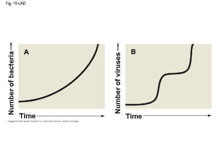 Number of bacteria A Time Number of viruses Fig. 19 -UN 2 B Time