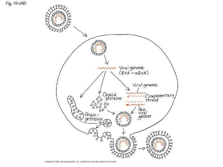 Fig. 19 -UN 3 