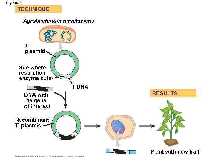 Fig. 20 -25 TECHNIQUE Agrobacterium tumefaciens Ti plasmid Site where restriction enzyme cuts T