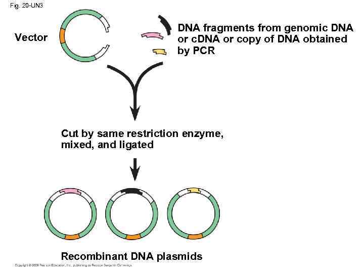 Fig. 20 -UN 3 Vector DNA fragments from genomic DNA or copy of DNA
