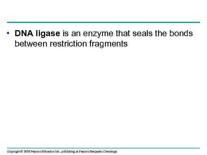  • DNA ligase is an enzyme that seals the bonds between restriction fragments
