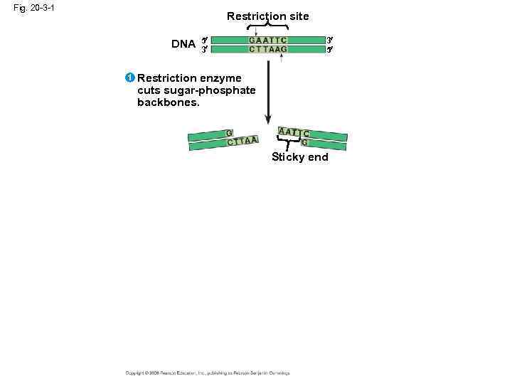 Fig. 20 -3 -1 Restriction site DNA 1 5 3 3 5 Restriction enzyme