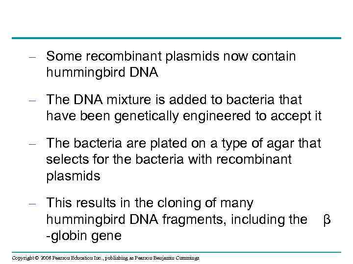 – Some recombinant plasmids now contain hummingbird DNA – The DNA mixture is added