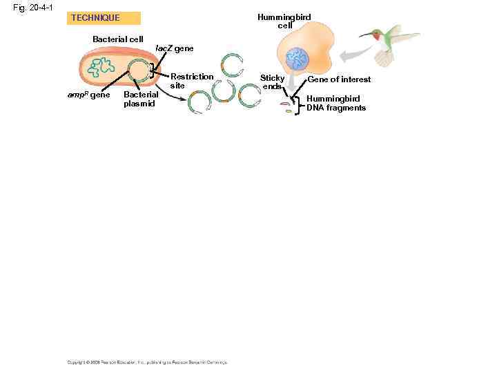 Fig. 20 -4 -1 Hummingbird cell TECHNIQUE Bacterial cell amp. R gene lac. Z