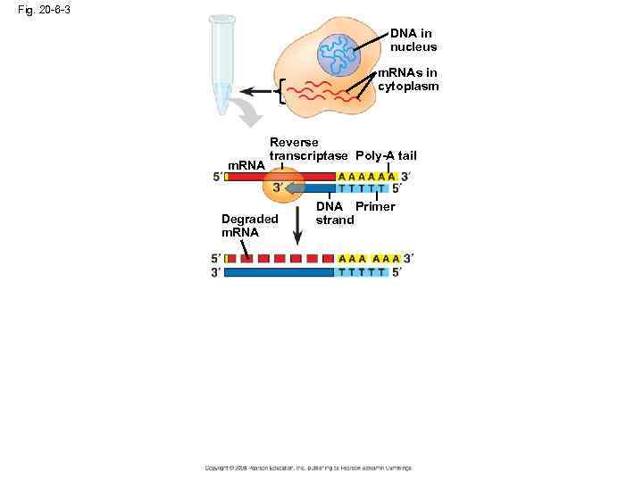 Fig. 20 -6 -3 DNA in nucleus m. RNAs in cytoplasm m. RNA Reverse