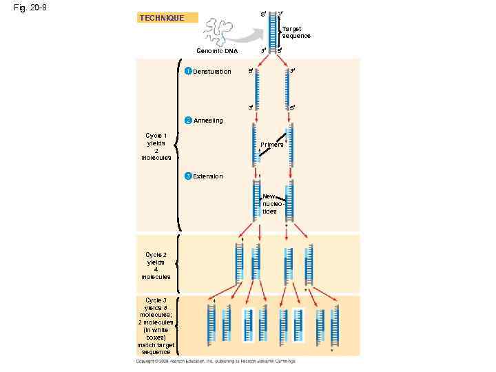 Fig. 20 -8 5 TECHNIQUE 3 Target sequence 3 Genomic DNA 5 5 3