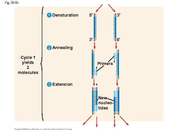 Fig. 20 -8 b 5 3 3 1 Denaturation 5 2 Annealing Cycle 1