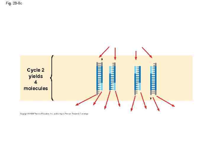 Fig. 20 -8 c Cycle 2 yields 4 molecules 