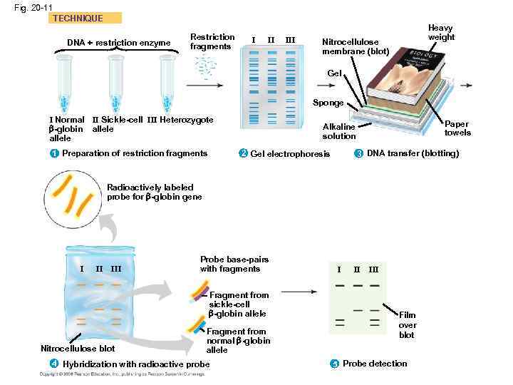 Fig. 20 -11 TECHNIQUE DNA + restriction enzyme Restriction fragments I II III Heavy