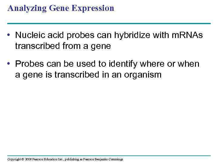 Analyzing Gene Expression • Nucleic acid probes can hybridize with m. RNAs transcribed from