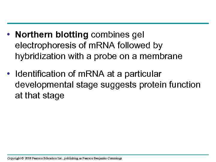  • Northern blotting combines gel electrophoresis of m. RNA followed by hybridization with
