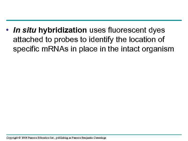  • In situ hybridization uses fluorescent dyes attached to probes to identify the
