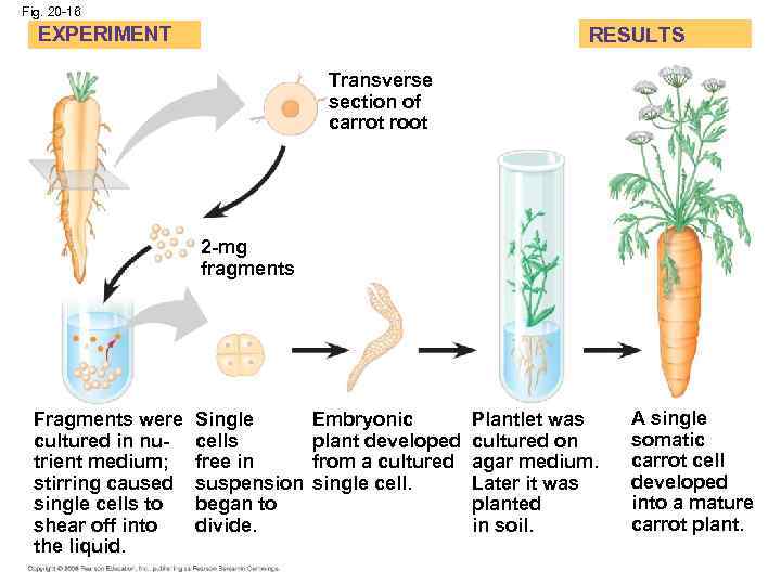 Fig. 20 -16 EXPERIMENT RESULTS Transverse section of carrot root 2 -mg fragments Fragments