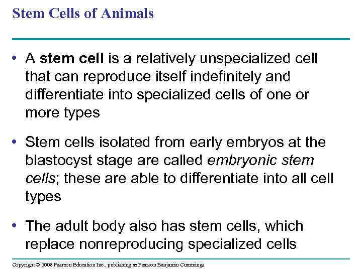 Stem Cells of Animals • A stem cell is a relatively unspecialized cell that