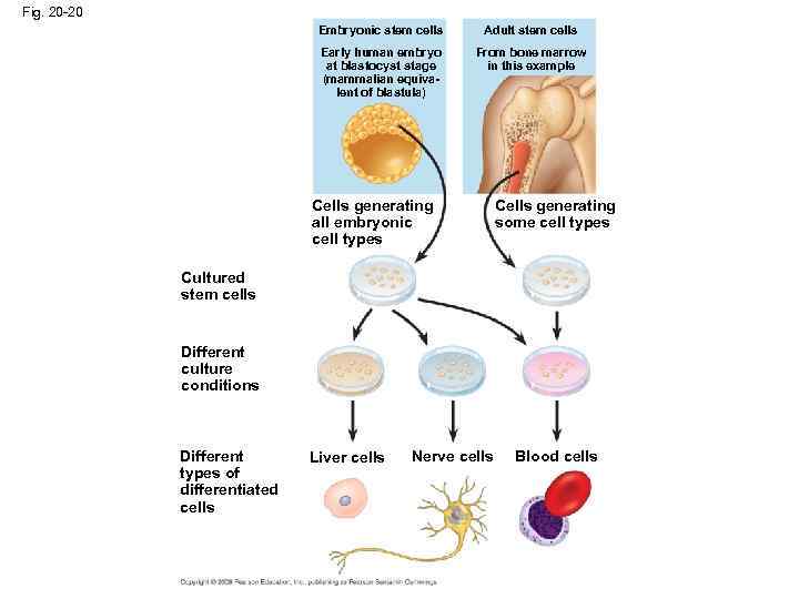 Fig. 20 -20 Embryonic stem cells Adult stem cells Early human embryo at blastocyst