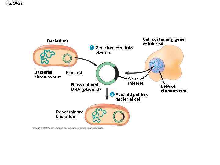 Fig. 20 -2 a Bacterium 1 Gene inserted into Cell containing gene of interest