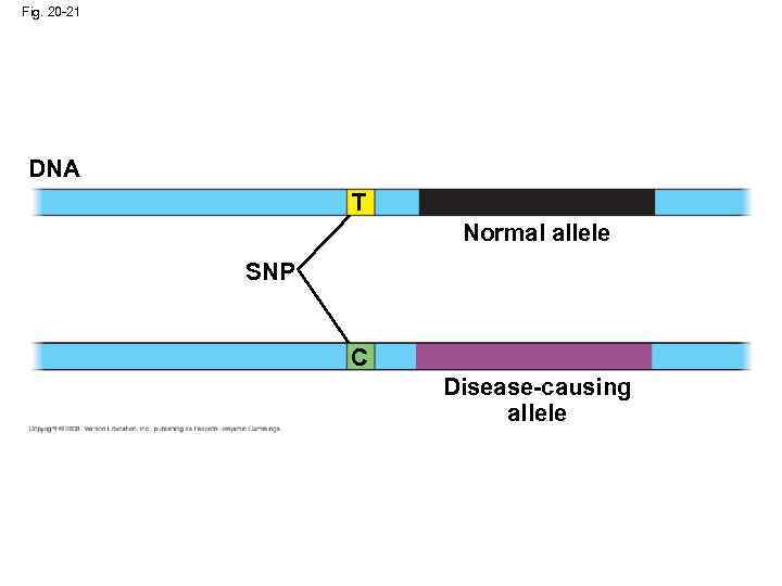 Fig. 20 -21 DNA T Normal allele SNP C Disease-causing allele 