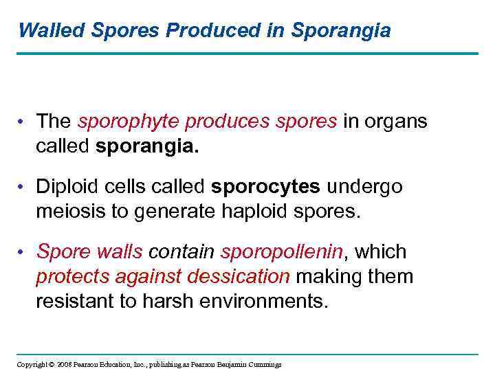 Walled Spores Produced in Sporangia • The sporophyte produces spores in organs called sporangia.