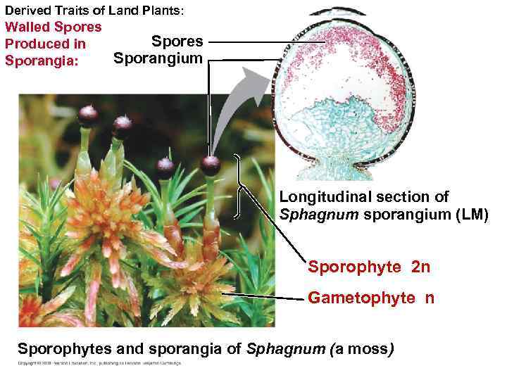 Derived Traits of Land Plants: Walled Spores Produced in Sporangium Sporangia: Longitudinal section of