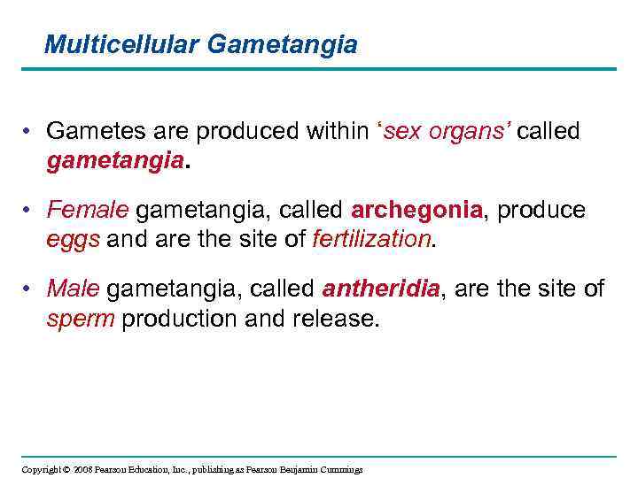 Multicellular Gametangia • Gametes are produced within ‘sex organs’ called gametangia. • Female gametangia,