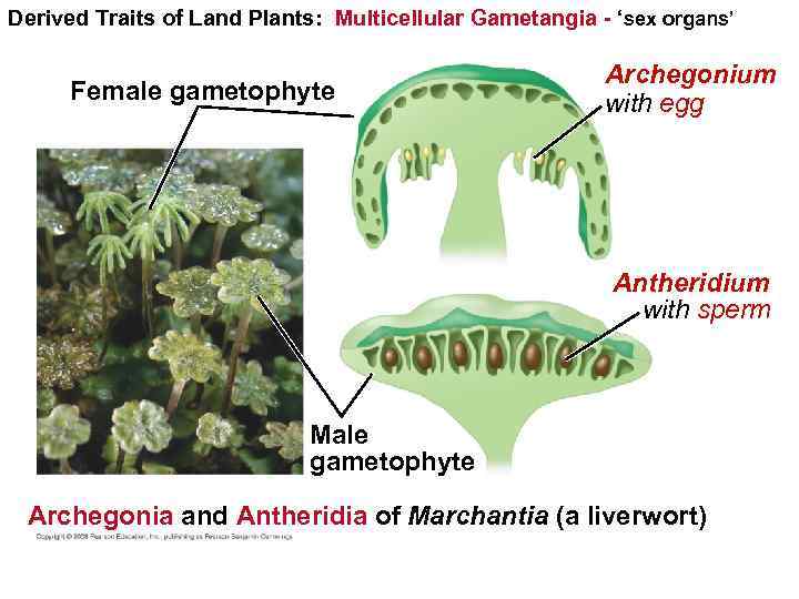 Derived Traits of Land Plants: Multicellular Gametangia - ‘sex organs’ Female gametophyte Archegonium with